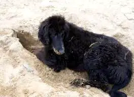 1354432135~Black-Taigan-Laying-down-in-the-Sand.jpg