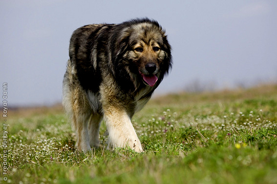 1354432454~Carpathian-Sheepdog-walking-in-the-grass.jpg