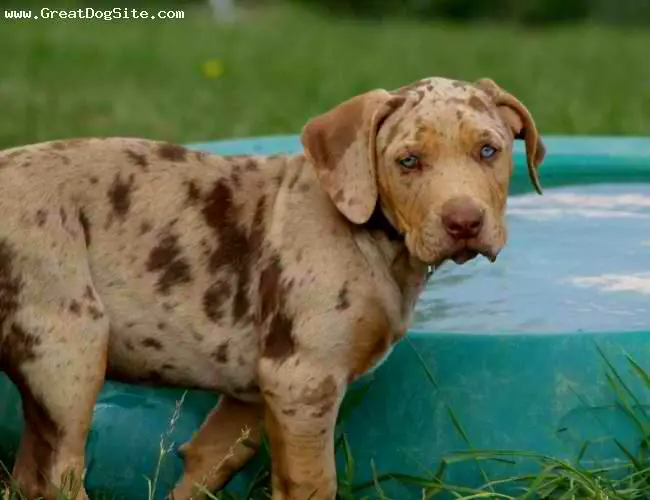 1354432755~Brown-Catahoula-Bulldog-puppy-near-the-pool.jpg