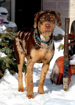 1354432989~Brown-Catahoula-Leopard-Dog-in-the-Snow.jpg