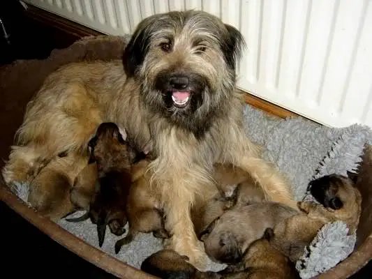 1354433218~Catalan-Sheepdog-mother-with-puppies.jpg
