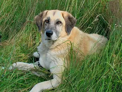 1354442267~Kangal-Dog-laying-down-in-the-grass.JPG