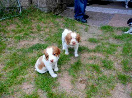 1354460076~French-Spaniel-Puppies.jpg