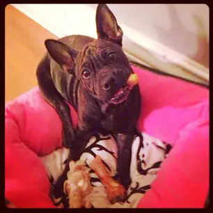 1354462536~Black-Frenchie-Pei--Playing-with-his-toy-food.jpg