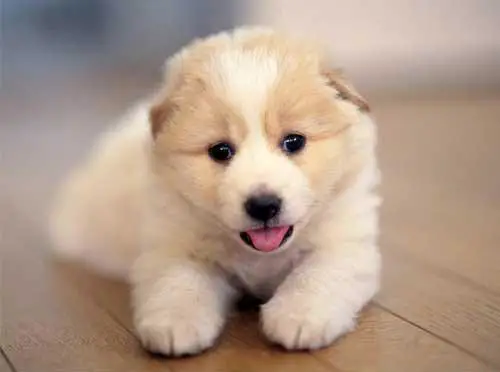 1354623606~One-of-the-cutest-puppies-ever.jpg