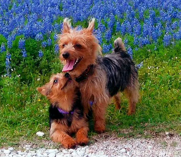 1354870197~Australian-Terrier-Mom-and-Puppy-with-the-blue-flowers.jpg