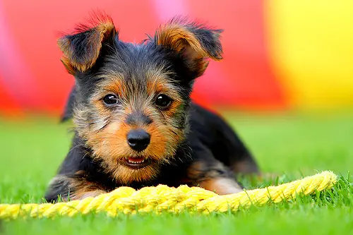 1354870202~Cutie-Australian-Terrier-Puppy-laying-down-in-the-grass.jpg