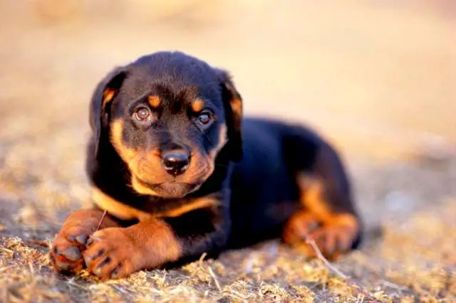 1354870569~cute-little-Austrian-Brandlbracke-Puppy.jpg