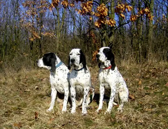 1354870940~Auvergne-Pointing-Dog-brothers.jpg