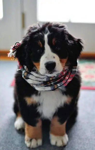 1354871657~Bernese-Mountain-Dog-Puppy-with-a-tricolored-scarf.jpg