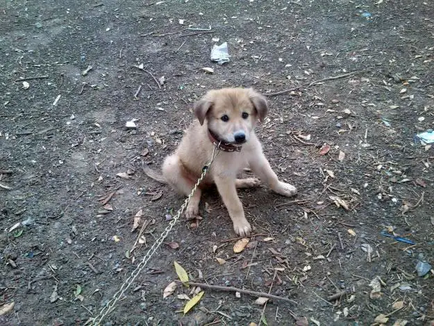 1354872011~Bhagyari-Kutta-puppy.jpg