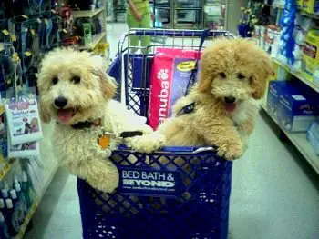 1354872179~tan-and-white-Bich-poo-puppy-riding-a-grocery-cart.JPG
