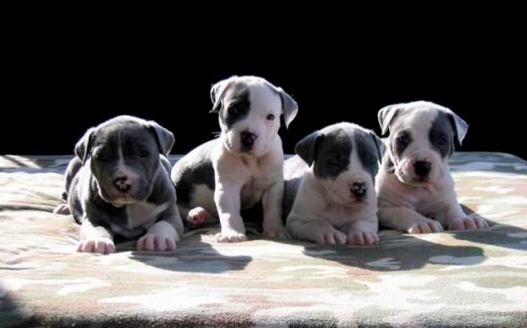 1354897640~Black-and-White-Lakota-Mastino-Pupppies.jpg