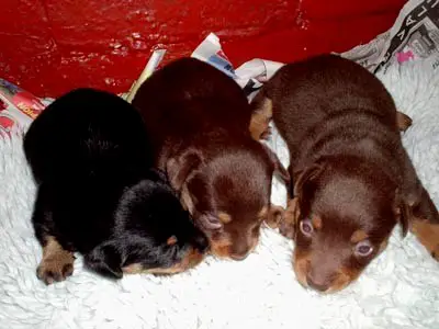 1354898106~Brown-and-Black-Lancashire-Heeler-Puppies.jpg