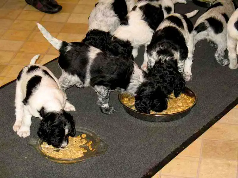 1354899346~Large-Munsterlander-Puppies-eating.jpg