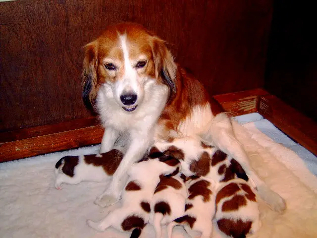 1354905032~Kooikerhondje-Mom-with-Puppies.jpg