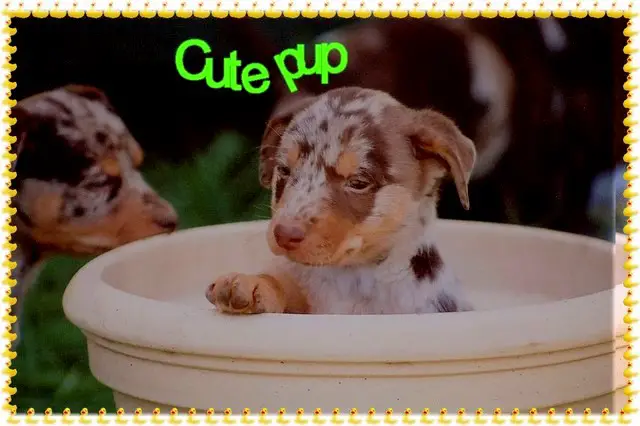1354905376~cute-Koolie-Puppy-in-a-cup.jpg