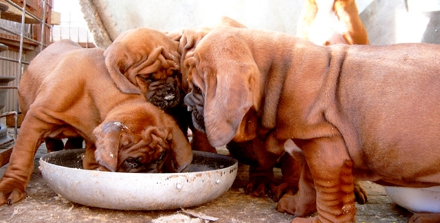 1354905732~Korean-Dosa-Mastiff-puppies-eating.jpg