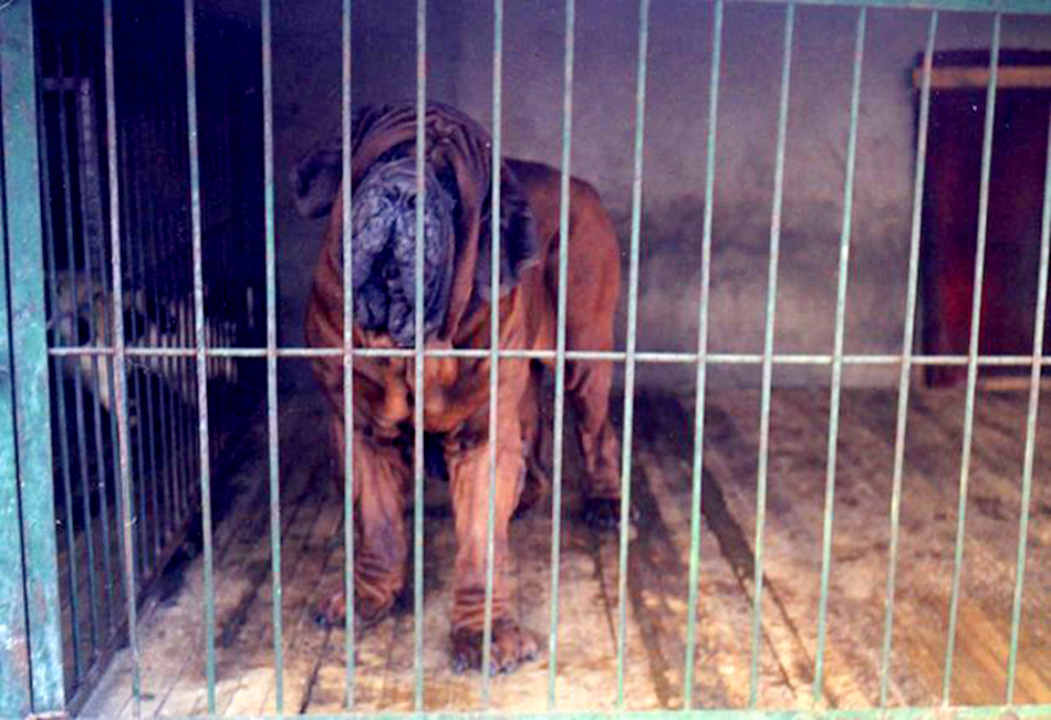 1354905734~Korean-Dosa-Mastiff-in-the-cage.jpg