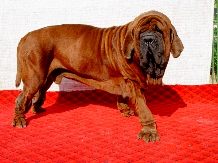 1354905736~Korean-Dosa-Mastiff-standing-in-the-red-carpet.jpg