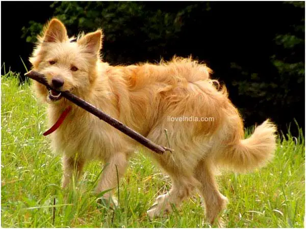 1354957359~Golden-Basque-Shepherd-Dog-Biting-a-stick.jpg