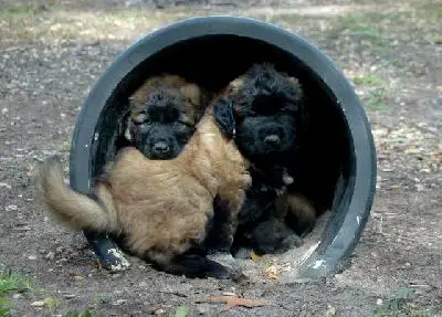 1354957609~Brown-Cao-da-Serra-da-Estrela---Puppies-hiding-in-a-pail.jpg