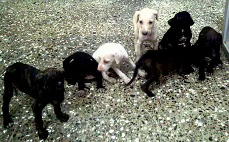 1354958821~Black-and-White-Caravan-Hound-Puppies.jpg