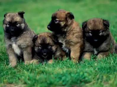 1354982670~Belgian-Shepherd-Malinois-puppies-.jpg