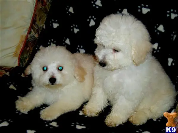 1355063253~White-Bolonoodle-Puppies.jpg