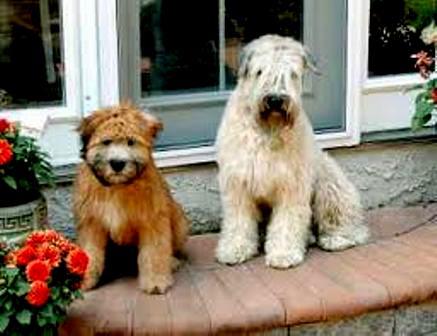 1355072015~Brown-Puppy-and-adult-Soft-Coated-Wheaten-Terrier.jpg