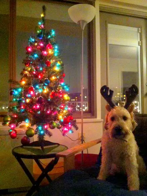 1355072016~Christmas-Soft-Coated-Wheaten-Terrier-.jpg