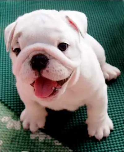 1355072856~Cutie-White-English-Bulldog-Puppy.jpg