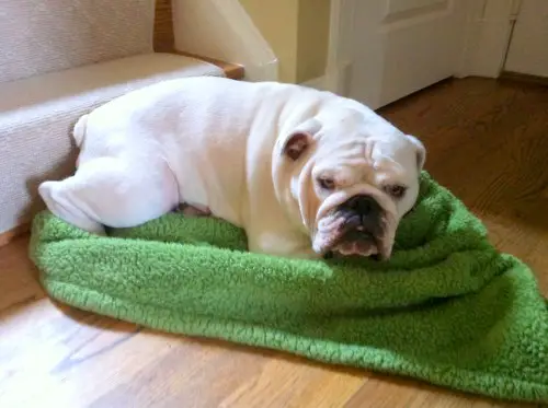 1355072857~White-English-Bulldog-laying-down-in-a-green-towel.jpg