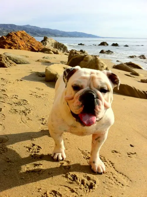 1355072858~White-English-Bulldog-in-the-beach.jpg