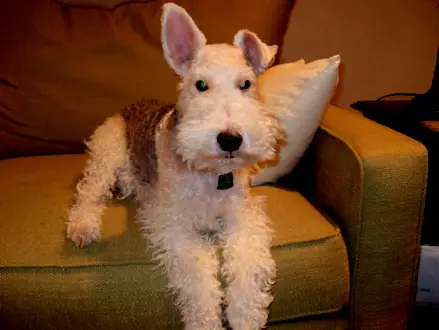 1355073676~Wire-Fox-Terrier-sitting-in-a-couch.jpg