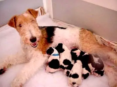 1355073677~Wire-Fox-Terrier-Mom-with-puppies.jpg