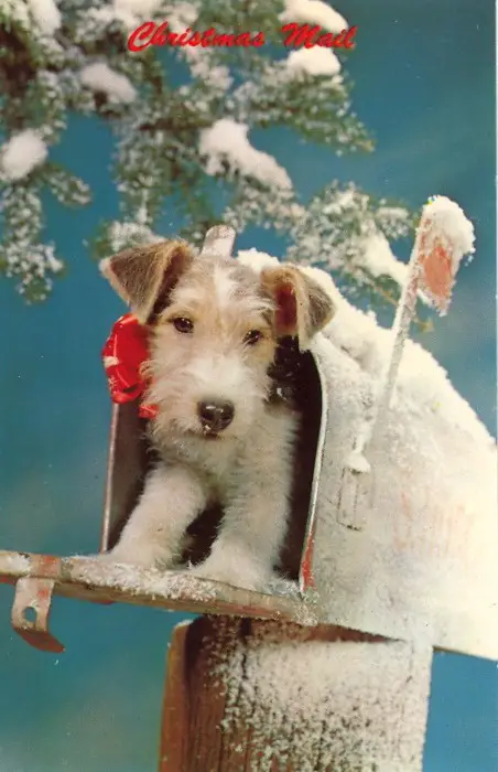 1355073678~Wire-Fox-Terrier-in-a-Christmas-mail-box.jpg