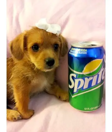 1355074794~Golden-Yorkie-Russell-with-a-can-of-sprite-.jpg