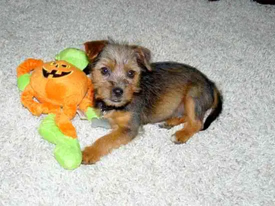 1355074798~Yorkie-Russell-with-its-toy.jpg