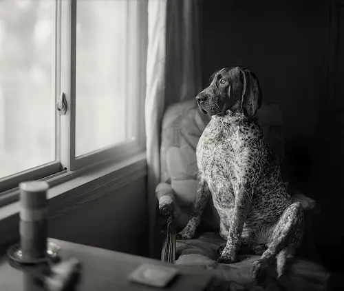 1355075698~Old-lonely-Bluetick-Coonhound.jpg