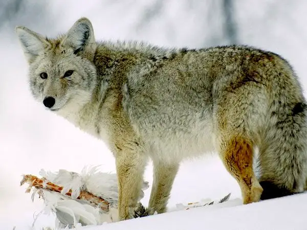 1355079387~WhiteBlack-Coyote-in-Snow.jpg