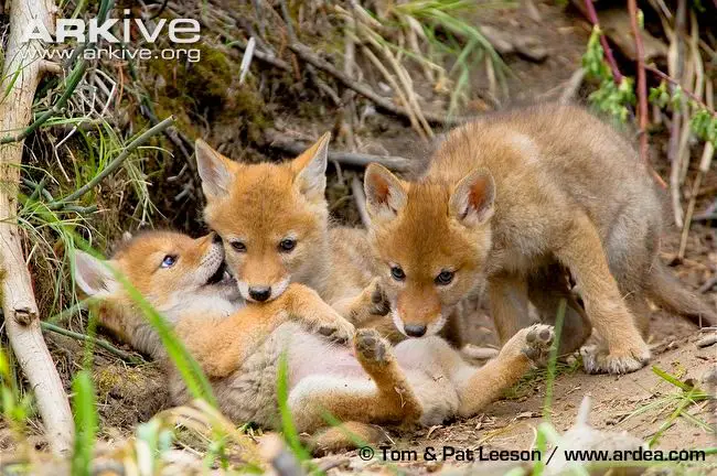 1355079388~Coyote-puppies.jpg