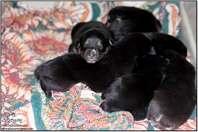 1355080039~Black-Corgidor-Puppies.jpg