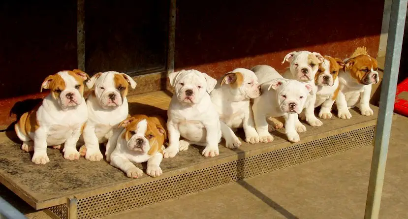 1355082000~Cute-Continental-Bulldog-Puppies.jpg