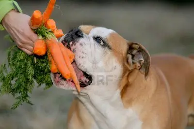 1355082001~Continental-Bulldog-eating-Carrots-.jpg