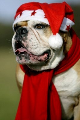 1355082002~Continental-Bulldog-wearing-Santa-Hat-and-red-scarf.jpg