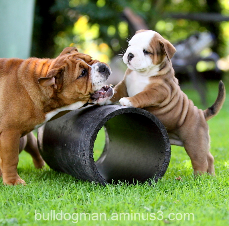 1355082003~Continental-Bulldog-Mom-with-puppy-playing.jpg