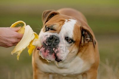 1355082005~Continental-Bulldog-eating-Banana.jpg
