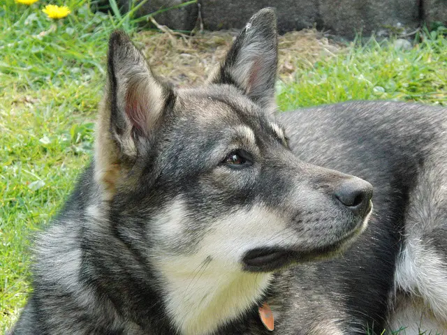 Amerindian Malamute - Pet Your Dog