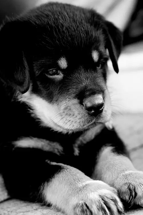 1355369709~Lonely-Tibetan-Mastiff-Puppy.jpg